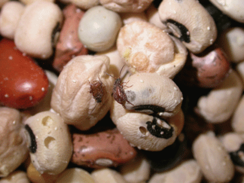 Cowpea weevils leave a characteristic round hole in the items they infest. GMO cowpea can help attack these pests with less chemical spraying. Credit: University of Georgia Extension