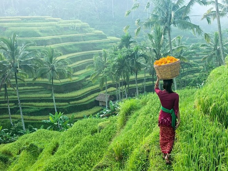 Bali-Vitality-Detox-Retreats-Ricefields