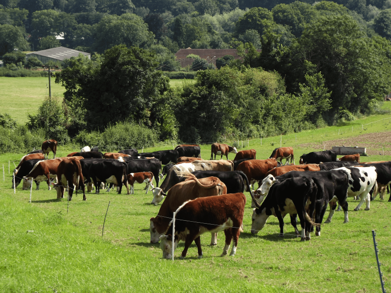 beef cattle by boxhurst geograph org uk