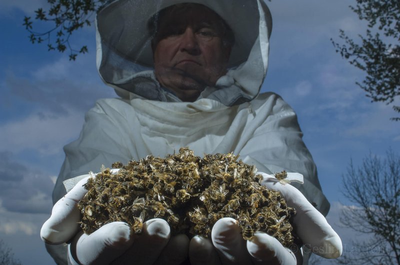 Bees Colony collapse disorder Laurent Geslin