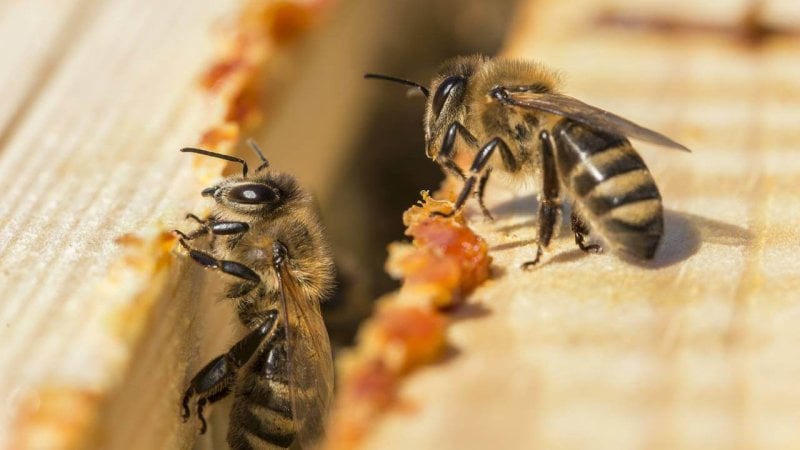 Bees applying sticky propolis to a hive. Credit: Cosana