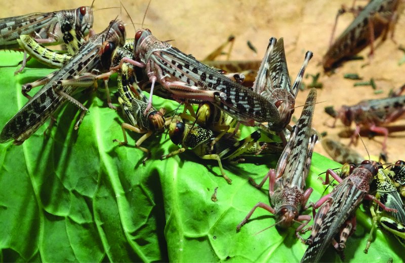 Blog_Locust banner image