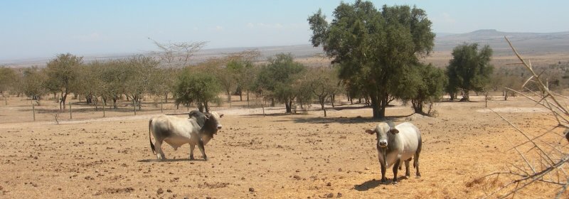 Boran cattle with the resistant gene. Credit: Roslin Institute