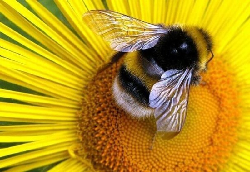 Bumblebee Populations Are Shrinking