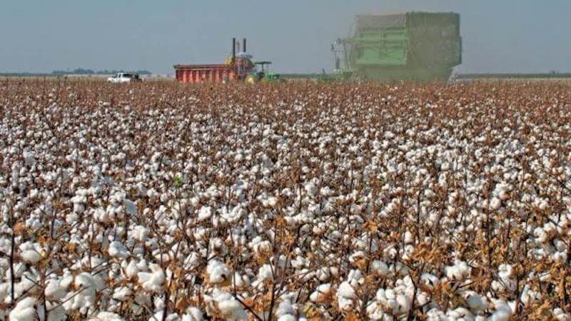 CA Cotton