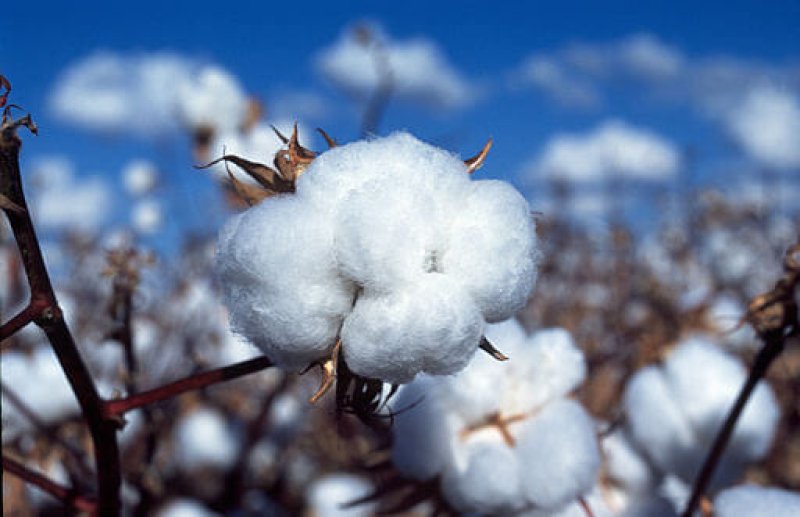 CSIRO ScienceImage Cotton boll