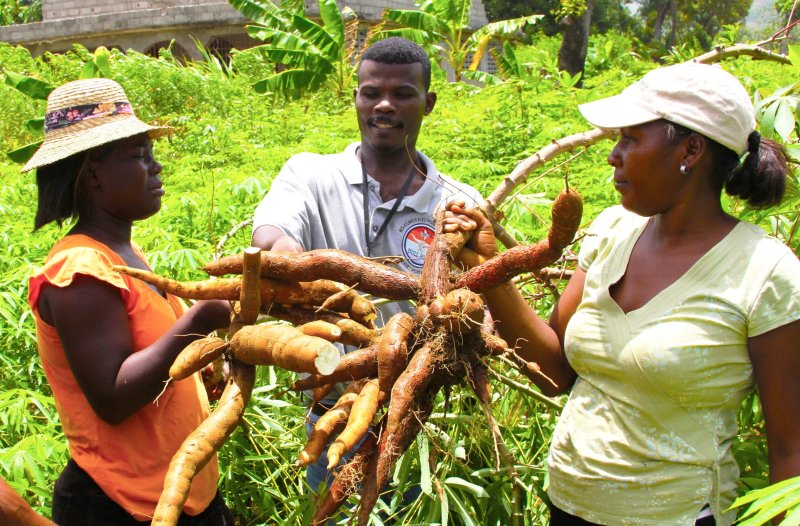 Cassava USAID