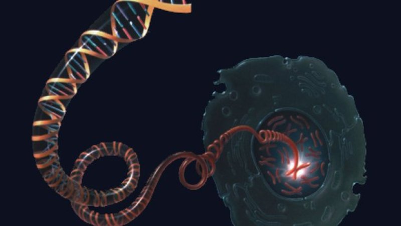 Cell DNA dpi RGB r x