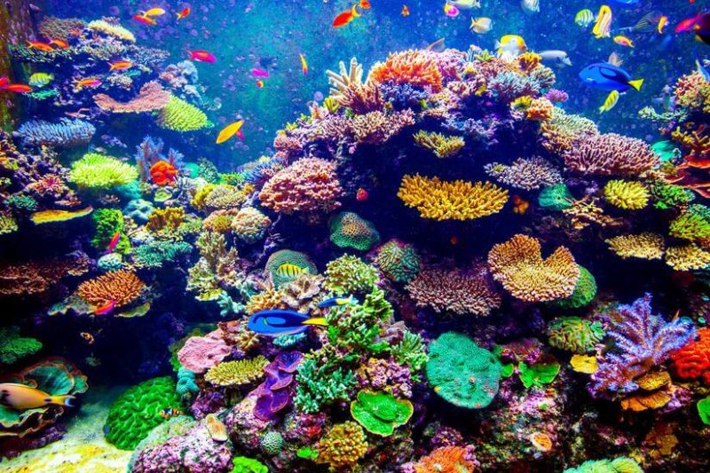 Colorful coral reef x q crop scale