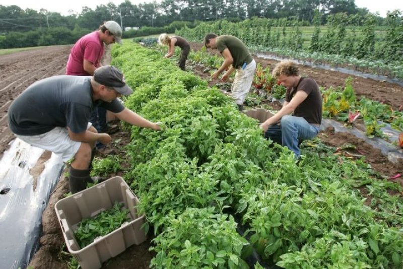 Common Reasons Why Organic Farming is Essential