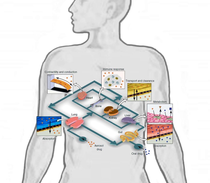 Conceptual Schematic of a Human on a Chip