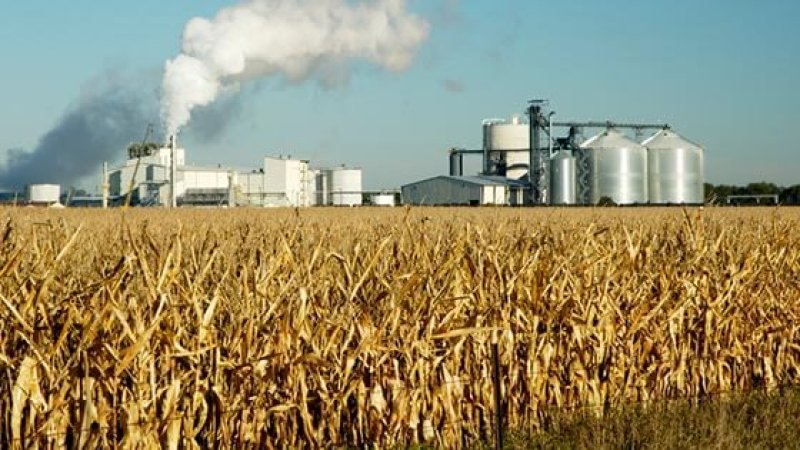 Corn Field Factory