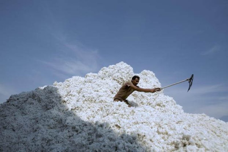 Cotton C kesH x @LiveMint