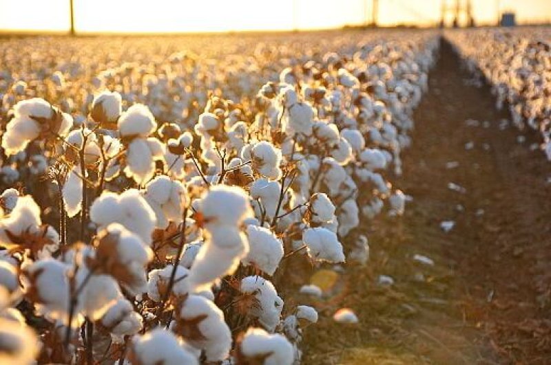 Cotton field kv