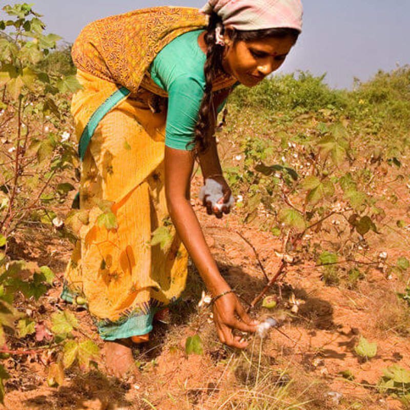 Cotton picking in India e