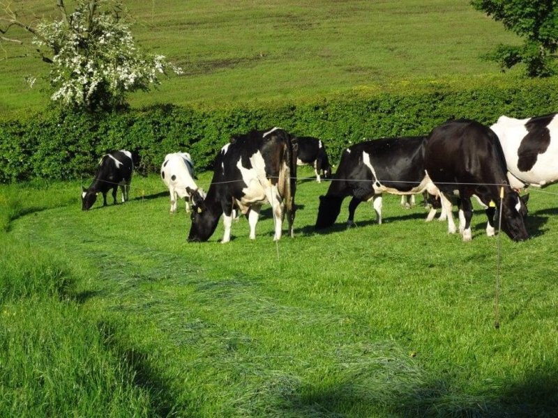 Cows in Pastures Agriland x