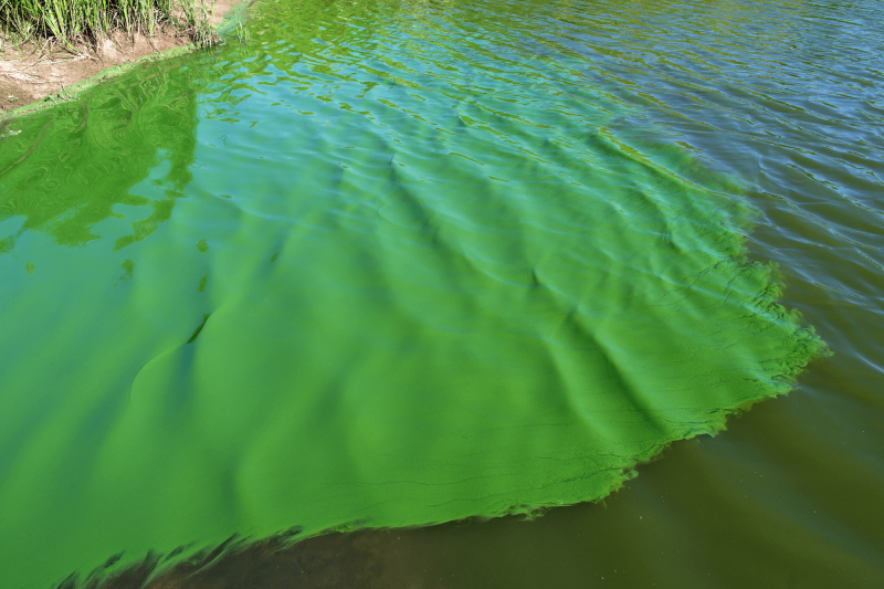 Cyanobacteria appears in the form of blue-green algae, most commonly. Credit: MV Times