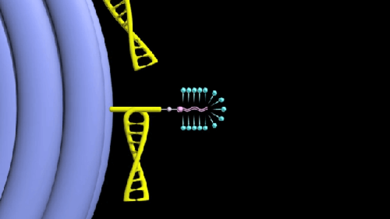 DNA nanobot