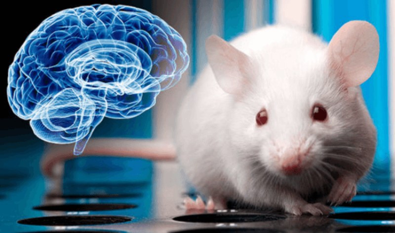 Human and rat brain cells merge