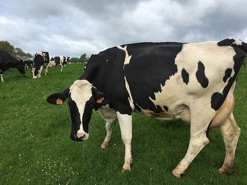Dairy cow in Normandy