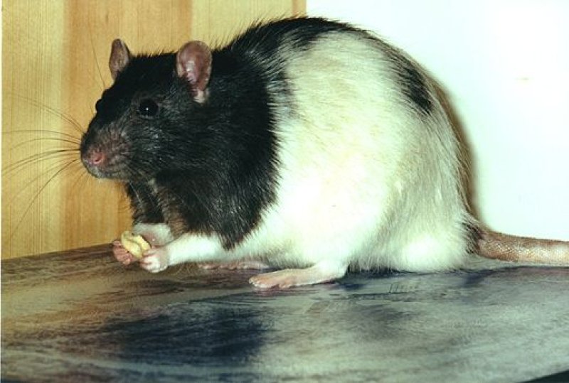 Damon rat eating