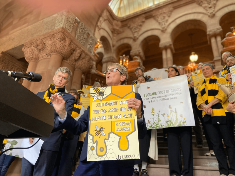 deborah glick speaks at rally for birds and bees bill on may in state capitol photo by zach w