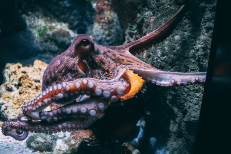 How octopuses reprogram their brains as they move back and forth from chilly and warm water