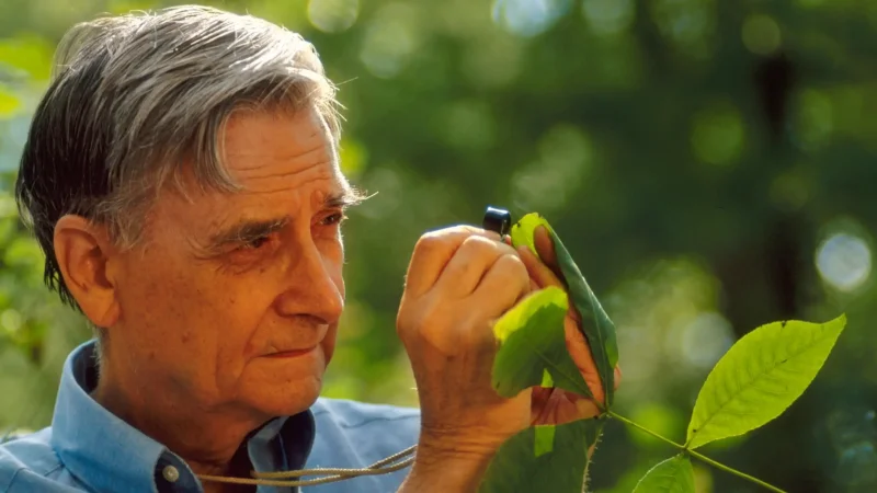E.O Wilson examining an insect. Credit: Frans Lanting, National Geographic Image Collection