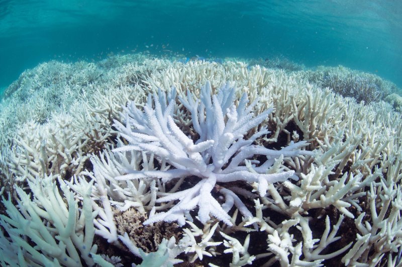 EXCLUSIVE Coral bleaching in New Caledonia