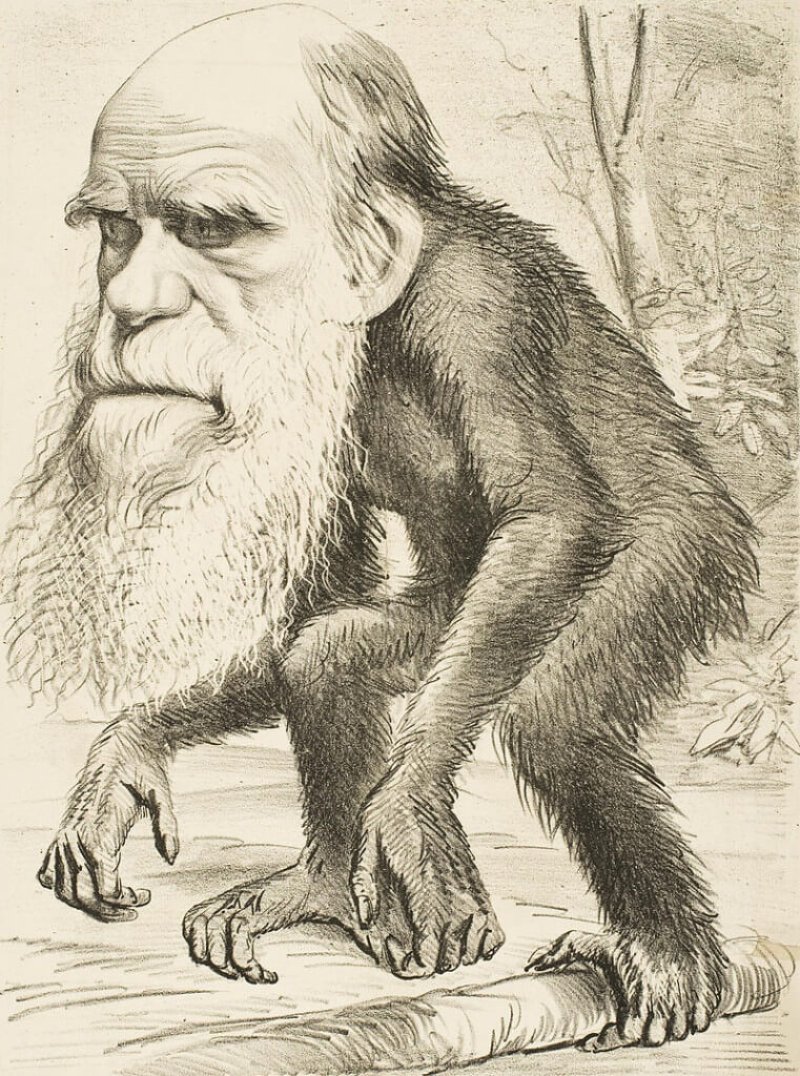 Editorial cartoon depicting Charles Darwin as an ape x