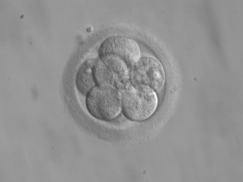 Embryo cells