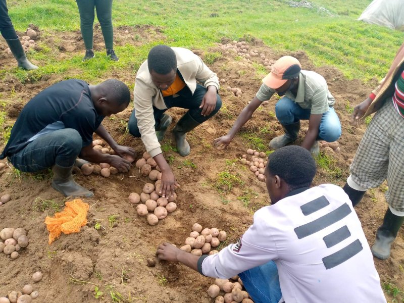 Researchers have been studying the potential of Irish potato varieties in Rwanda for some time. Credit: Rwandan Ministry of Agriculture and Animal Resources via Twitter