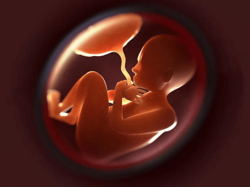 fetus in womb x
