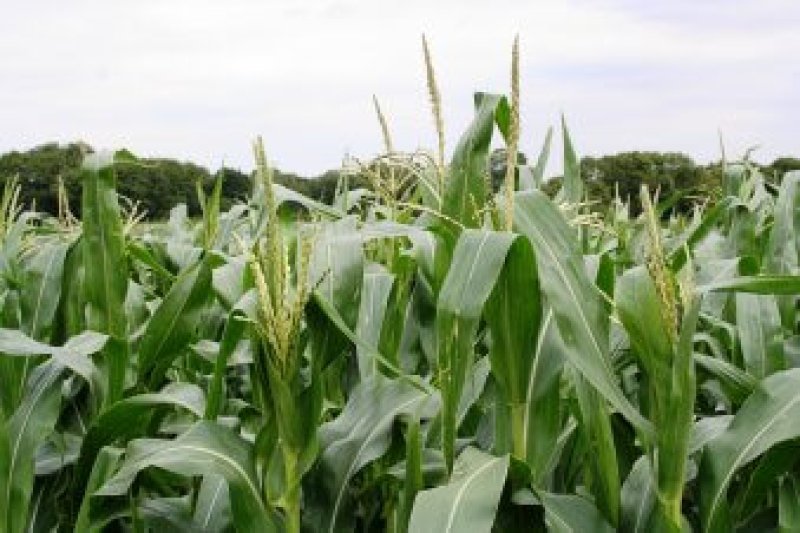 GM corn crops