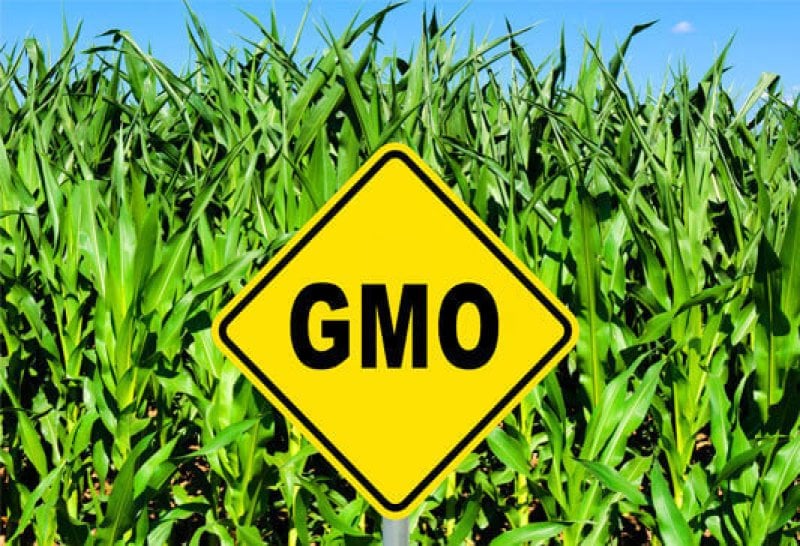 GMO field e