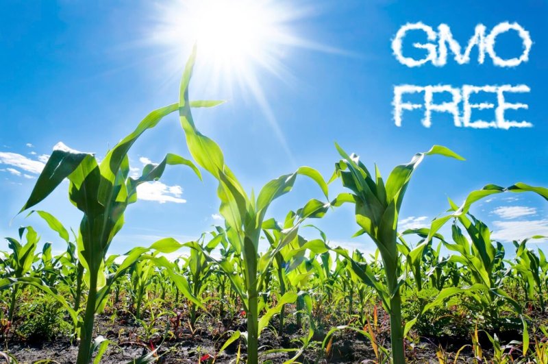 GMO free small