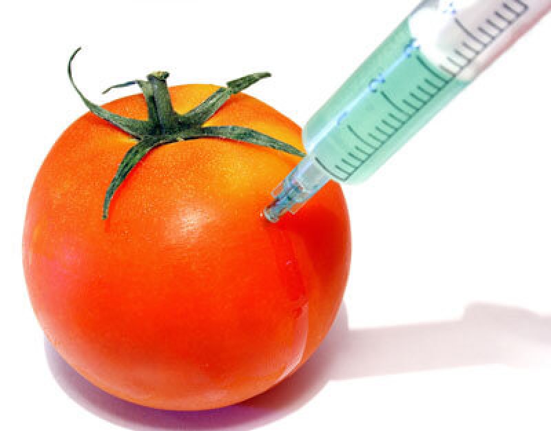 GMO tomato