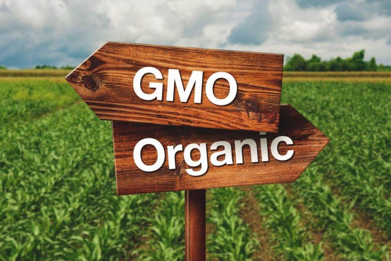 GMO verses Organic Crops