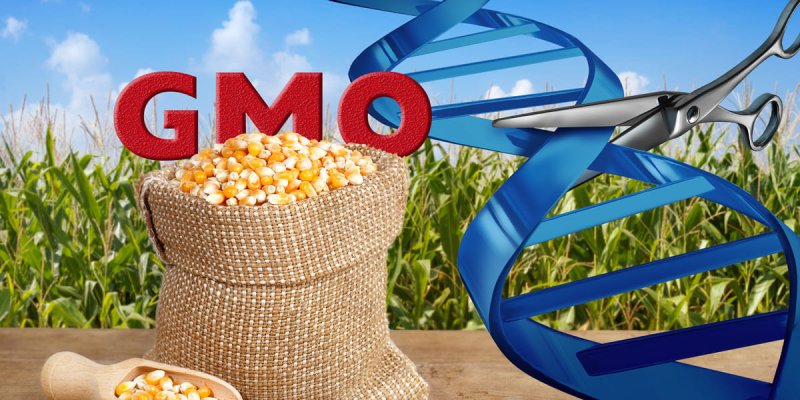GMO Maize and Gene Editing x