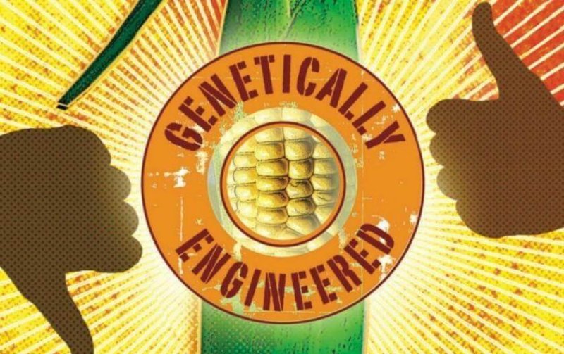 GMOs e
