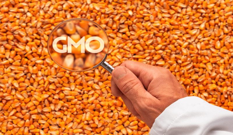GMOs