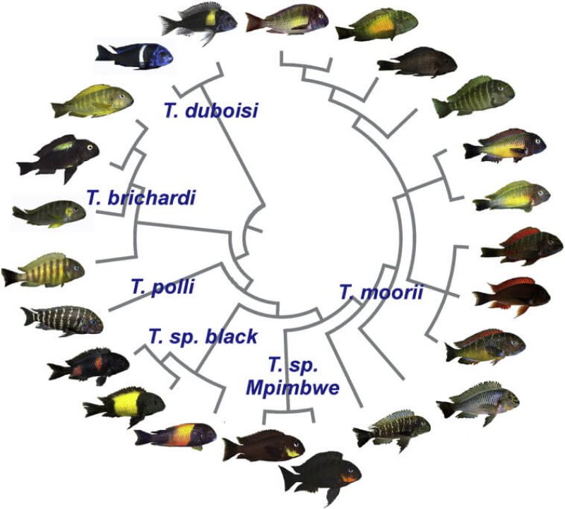 Geographic color variation in a cichlid fish Phylogenetic relationships among selected png