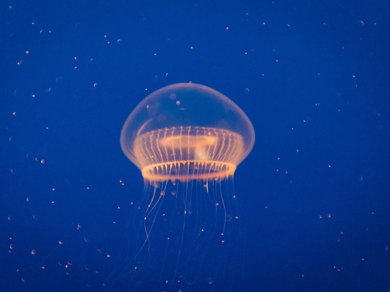 Crystal jelly fish. Credit: Getty Images