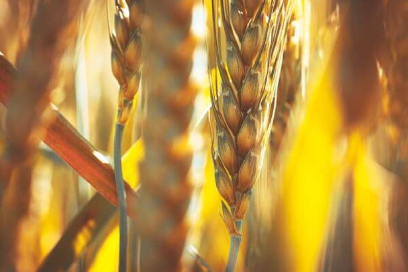 Golden Ears of Wheat