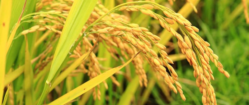 Golden Rice in the field px