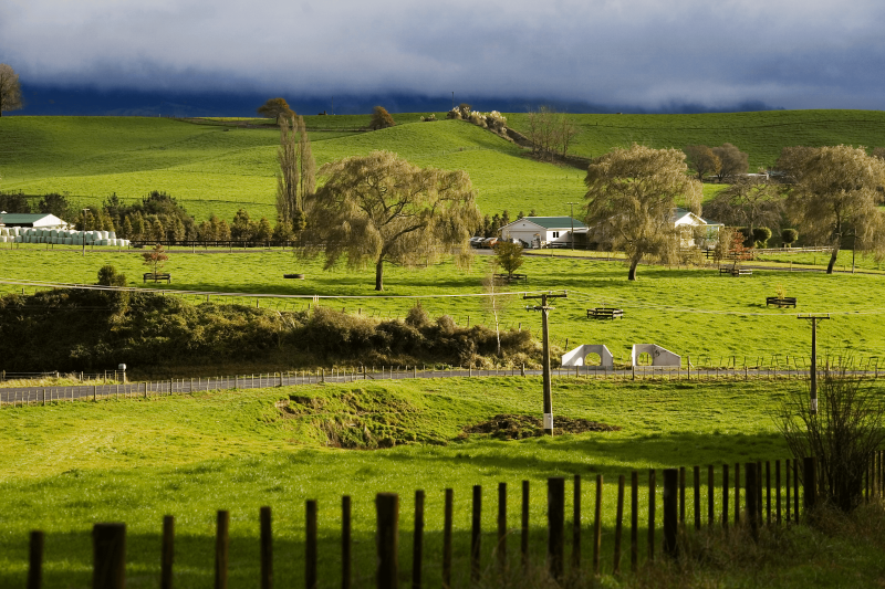 green farm in spring in the south island c new zealand