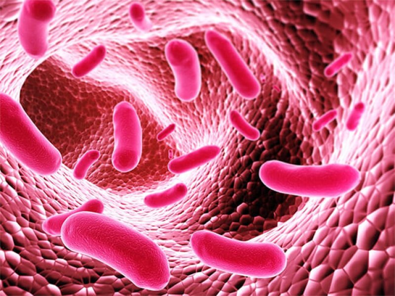 Gut Bacterias