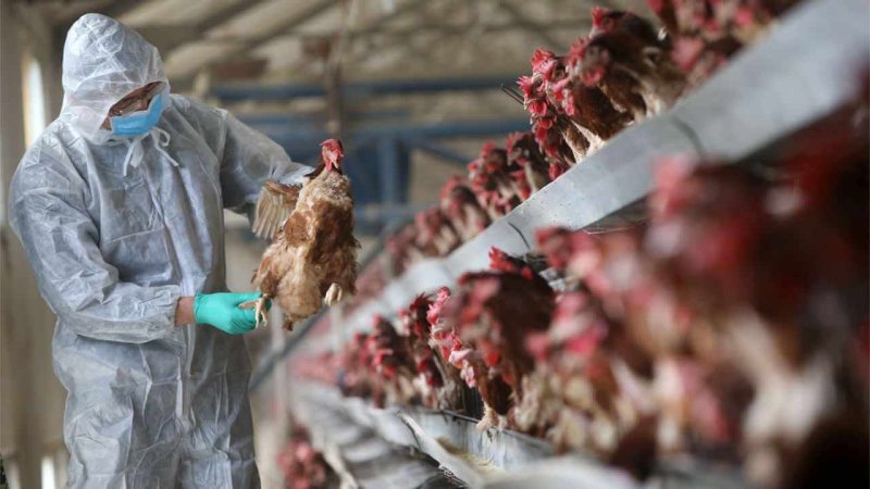 Veterinarian checks on chickens for symptoms of avian flu. Credit: Science