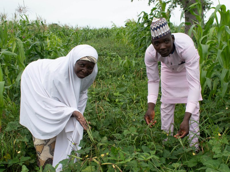 Nigerian farmers like  are already enjoying healthy GM cowpea plants. Credit: Joseph Gakpo