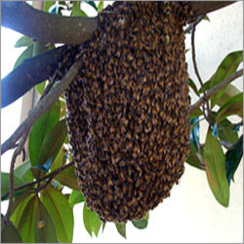 Honey Bee Hive Control